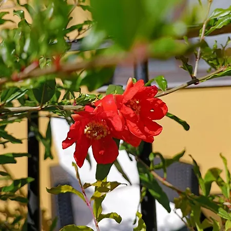 Malom-to Vendeghaz Guest house Tapolca