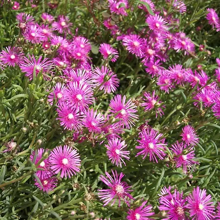 Affittacamere Malom-tó 4*